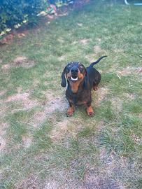 Bassotto maschio disponibile per accoppiamento