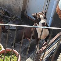 American pitbull terrier ukc maschio