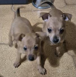 Cuccioli di chihuahua