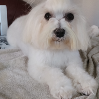 Maltese per monta
