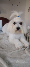 Maltese per monta
