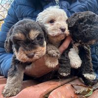 Cuccioli cane da tartufo lagotto romagnolo