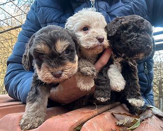 Cuccioli cane da tartufo lagotto romagnolo