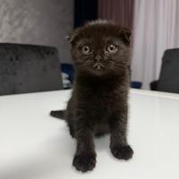 Gattini Scottish Fold