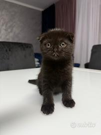 Gattini Scottish Fold