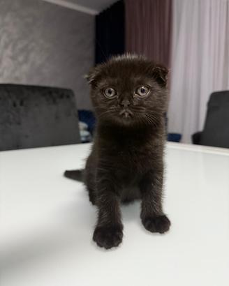 Gattini Scottish Fold