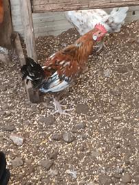 Coppia gallinelle da cova