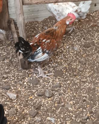 Coppia gallinelle da cova