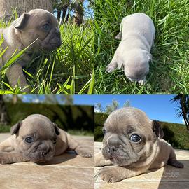 Cani bulldog francese