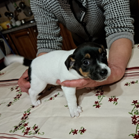 Cuccioli jack russel