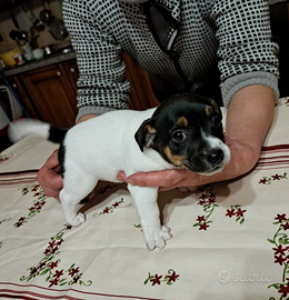 Cuccioli jack russel