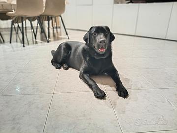 Labrador retriever