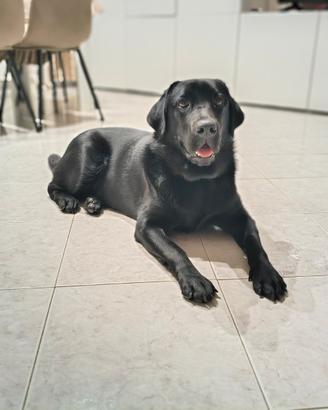 Labrador retriever
