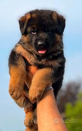 Splendidi cuccioli di pastore tedesco