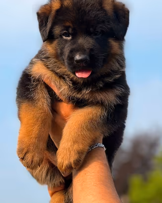 Splendidi cuccioli di pastore tedesco