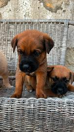 Cuccioli in omaggio