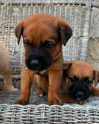 Cuccioli in omaggio