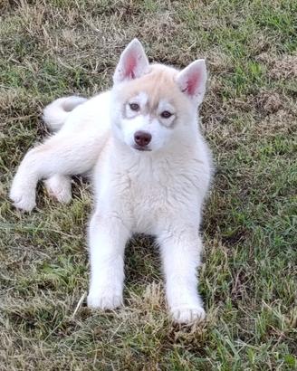 Femmine siberian husky di 4 mesi