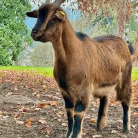 Capretto tibetano castrato