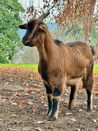 Capretto tibetano castrato