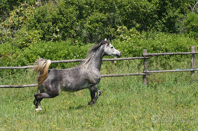 Cavallo purosangue arabo