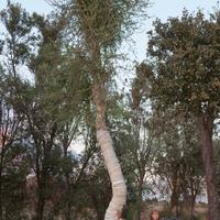 Sughera