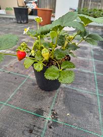 Piantine di FRAGOLE 
