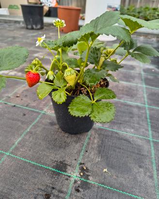 Piantine di FRAGOLE 