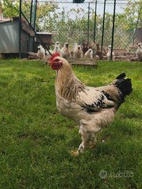Gallo