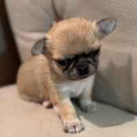 Cucciolo Chihuahuha pelo corto