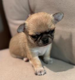 Cucciolo Chihuahuha pelo corto