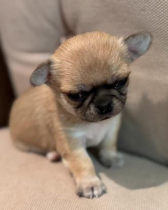 Cucciolo Chihuahuha pelo corto