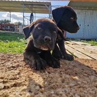 Cane corso