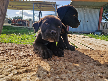 Cane corso