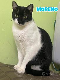 Moreno gattino bianconero di 2 anni