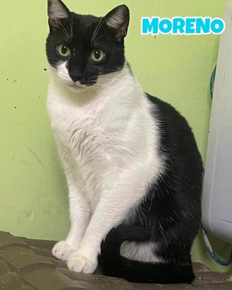Moreno gattino bianconero di 2 anni