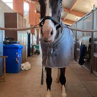 Mezza fida cavallo italiano