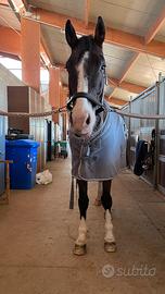 Mezza fida cavallo italiano