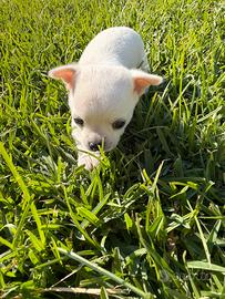 Chihuahua Toy