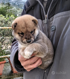 Shiba inu cuccioli