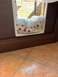 Cuccioli maltese
