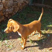 Cucciola cirneca segugia