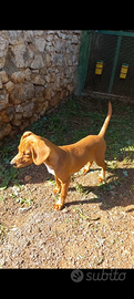 Cucciola cirneca segugia