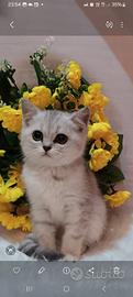 cuccioli di scottish 