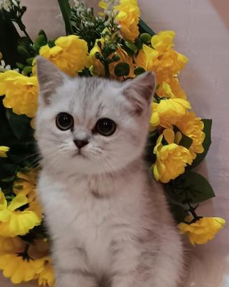 cuccioli di scottish 