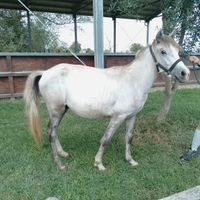 Pony puledro