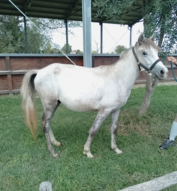 Pony puledro