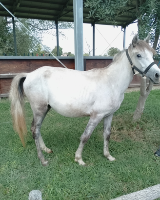 Pony puledro