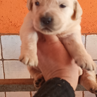 Golden Retriever con pedigree ENCI