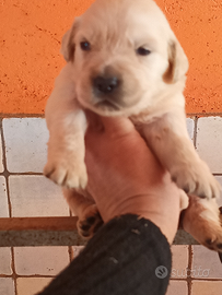 Golden Retriever con pedigree ENCI